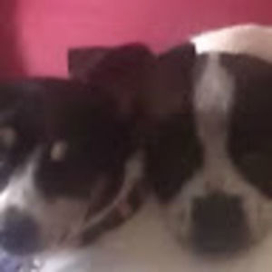 Meet your Posher, Robo